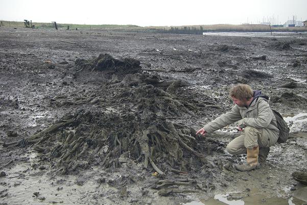 A person looking at the preserved bases and roots of trees