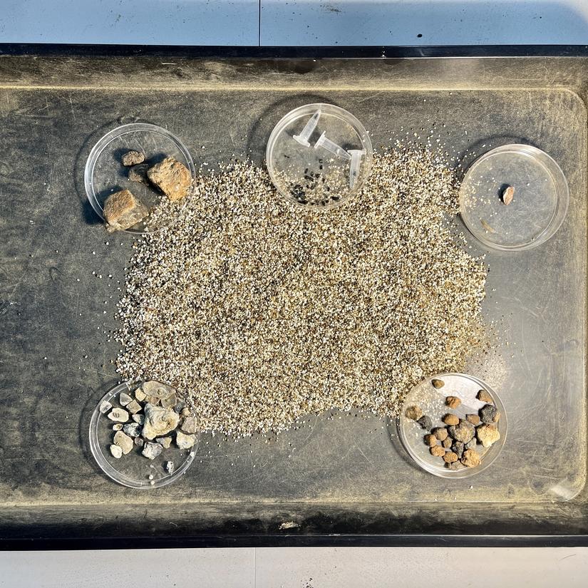 Dry Sieving sample with finds separated into petri dishes