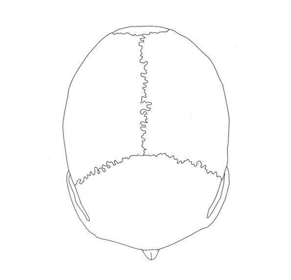 A illustration of the top of a human skull