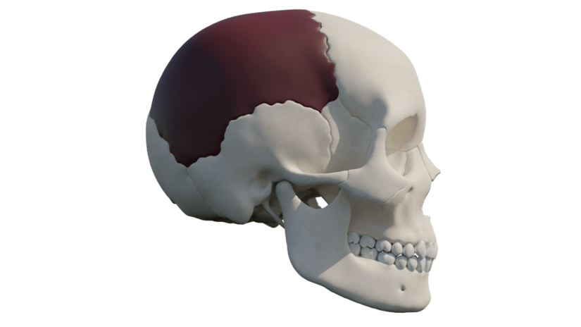 A illustration of a human skull with the area used to make the comb is highlighted